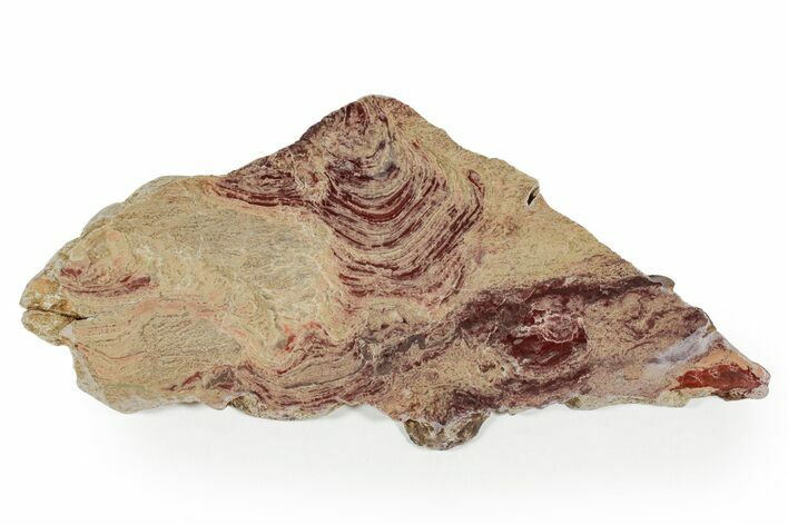 Polished Domal Stromatolite Section - Billion Years Old #351980